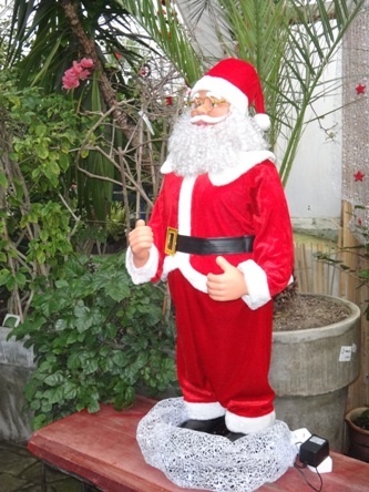 palmiarnia w świątecznej szacie